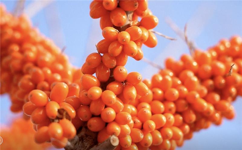 Sea Buckthorn