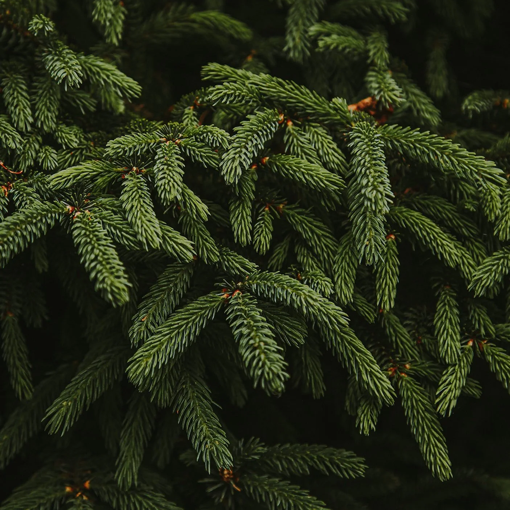 Balsam Fir