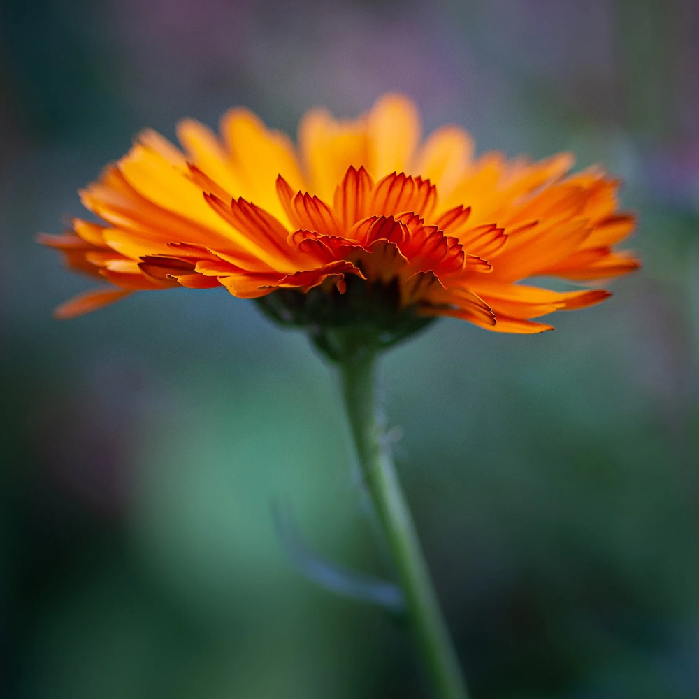 Calendula