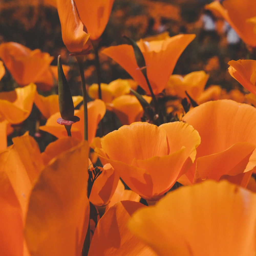 California Poppy