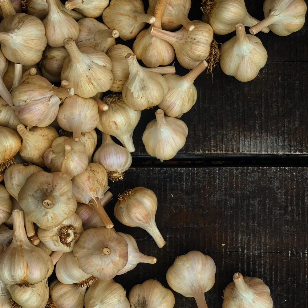 Garlic