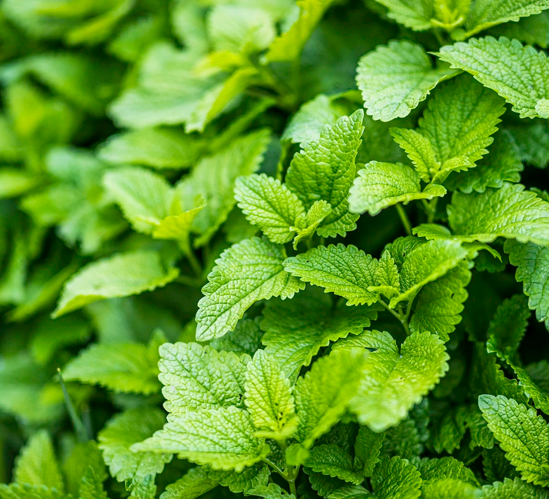 Lemon Balm