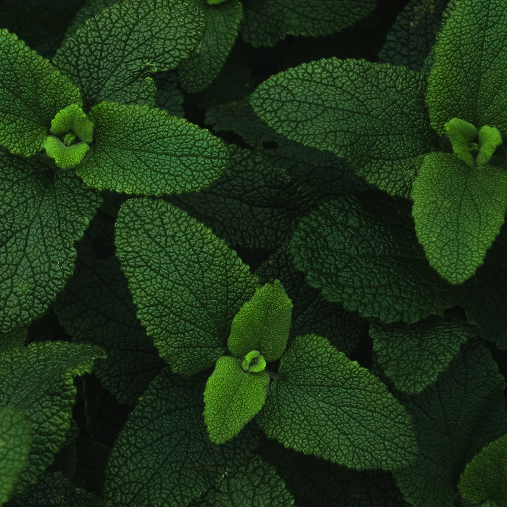 Peppermint