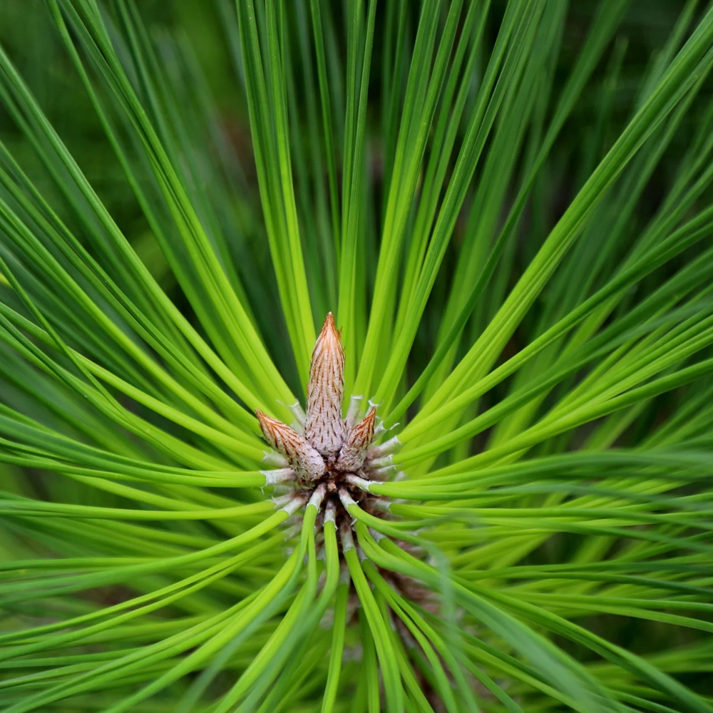 Pine Pollen