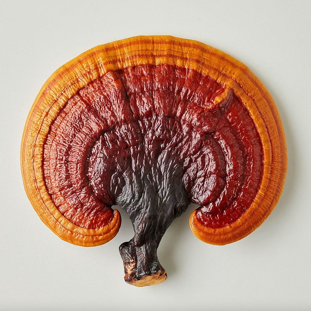Red Reishi