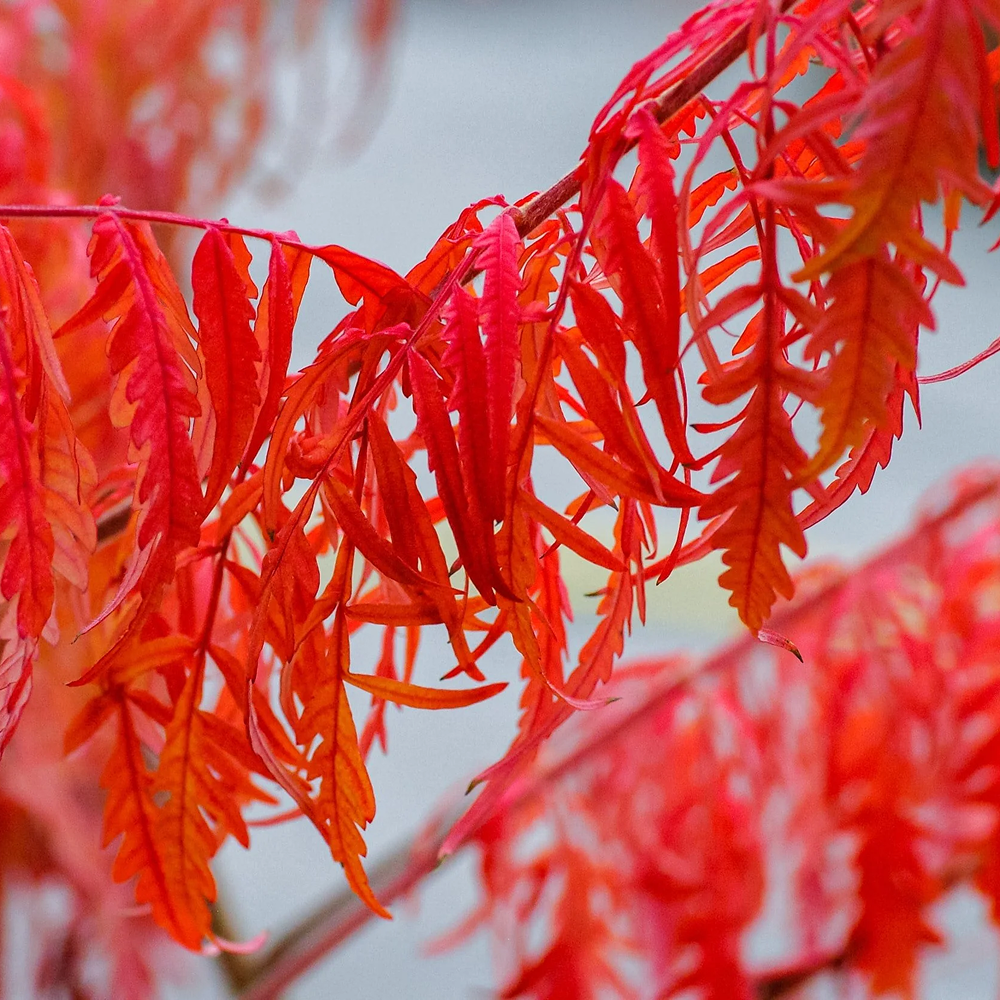 Staghorn Sumac