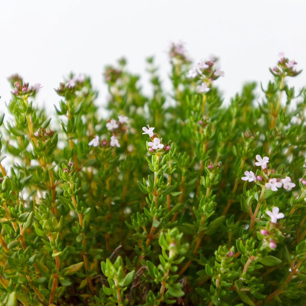 Thyme